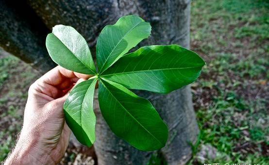 神奇的猴面包树既可做房子酒吧又可做监牢