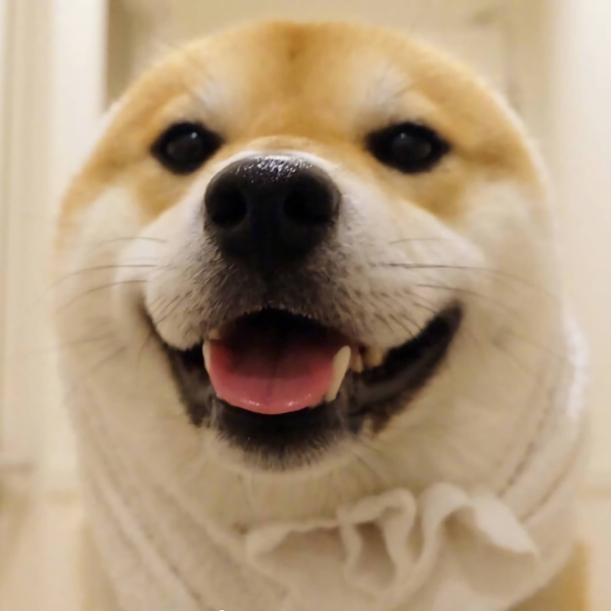 柴柴的笑容真是看的太暖了希望看到这个笑容的一天都能有好心情