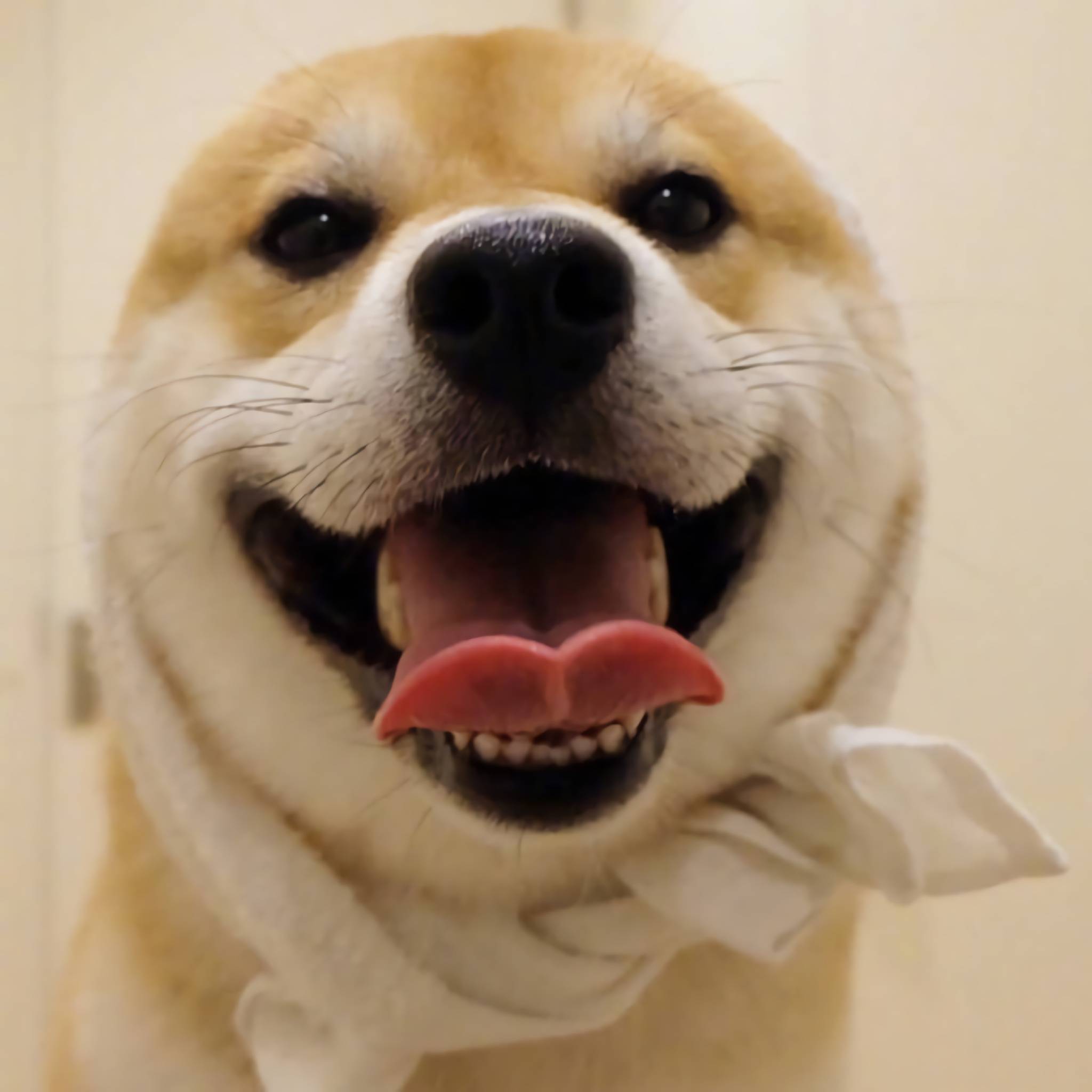 柴柴的笑容真是看的太暖了,希望看到这个笑容的一天都能有好心情|笑容