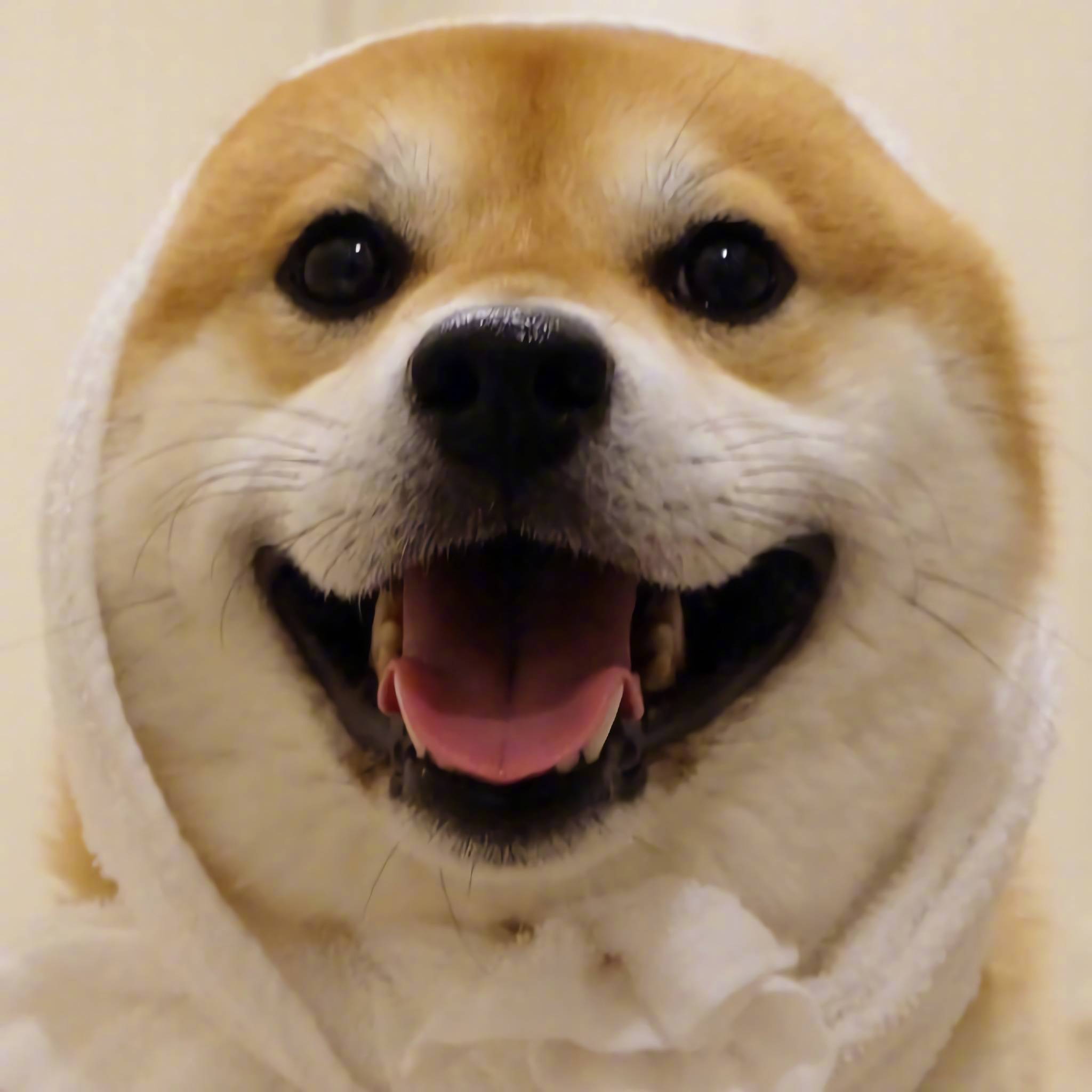 柴柴的笑容真是看的太暖了希望看到这个笑容的一天都能有好心情