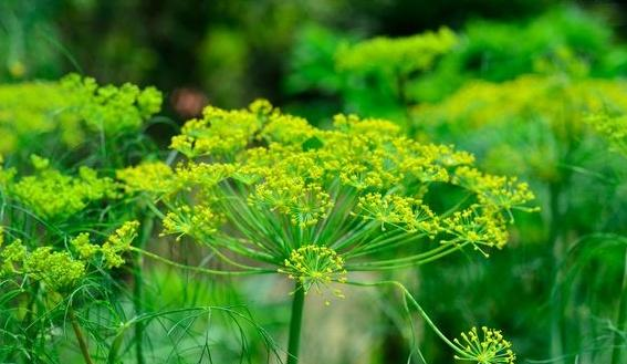 农村一植物,因味道"刺鼻"被许多人讨厌,但是它可全身是"宝"|怀香|植物