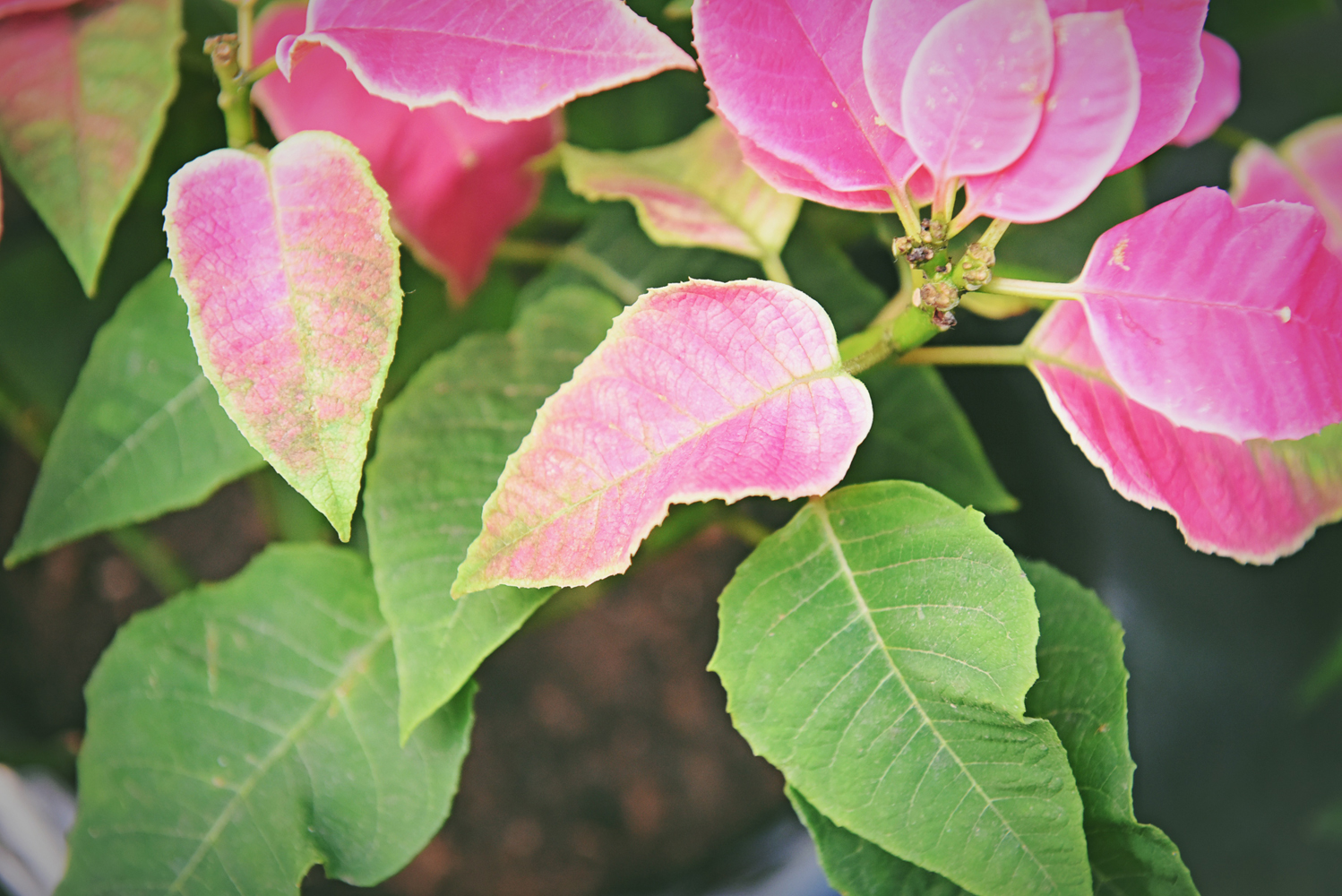 粉色叶子的植物,似花非花,似叶非叶,原创摄影