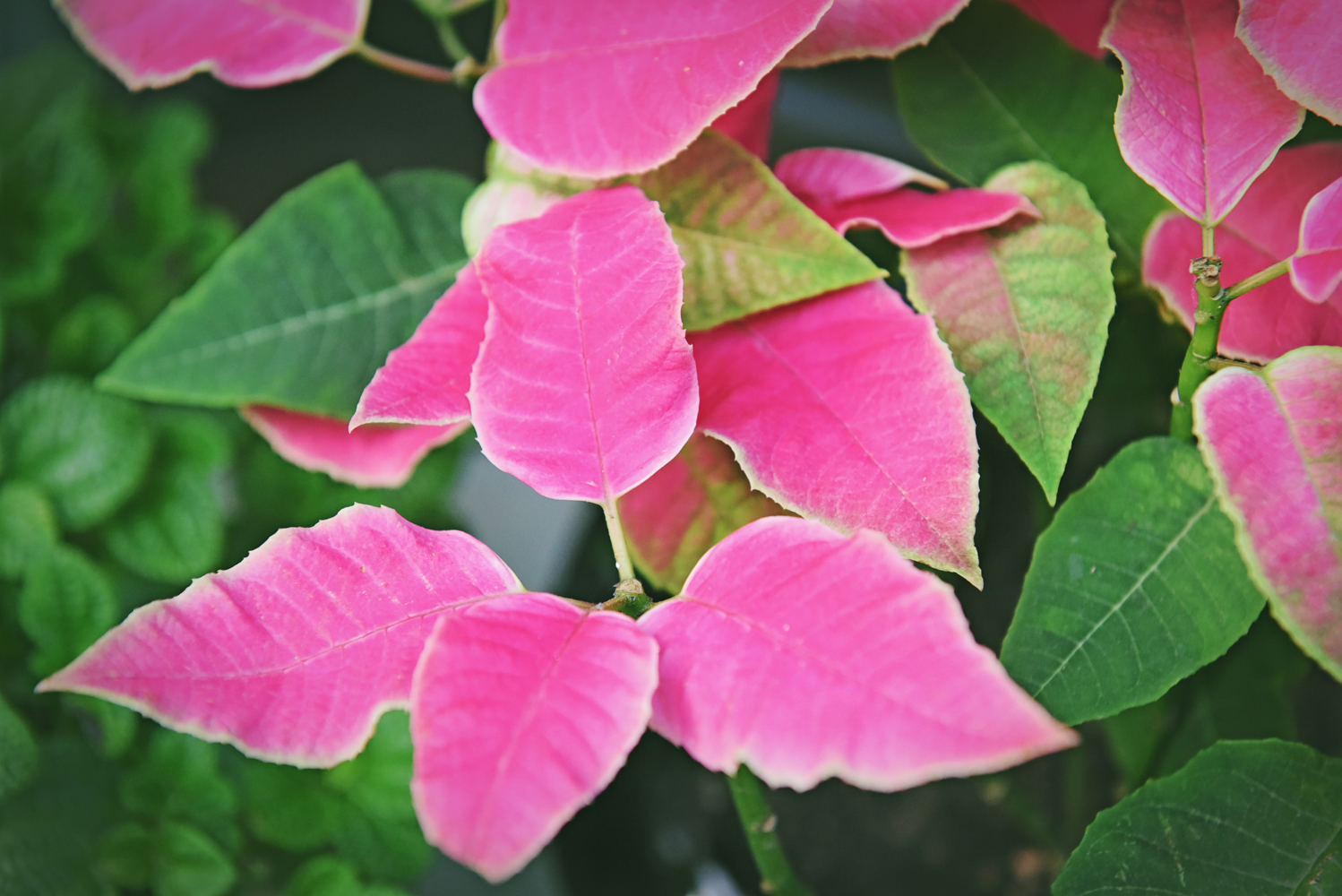 粉色叶子的植物,似花非花,似叶非叶,原创摄影
