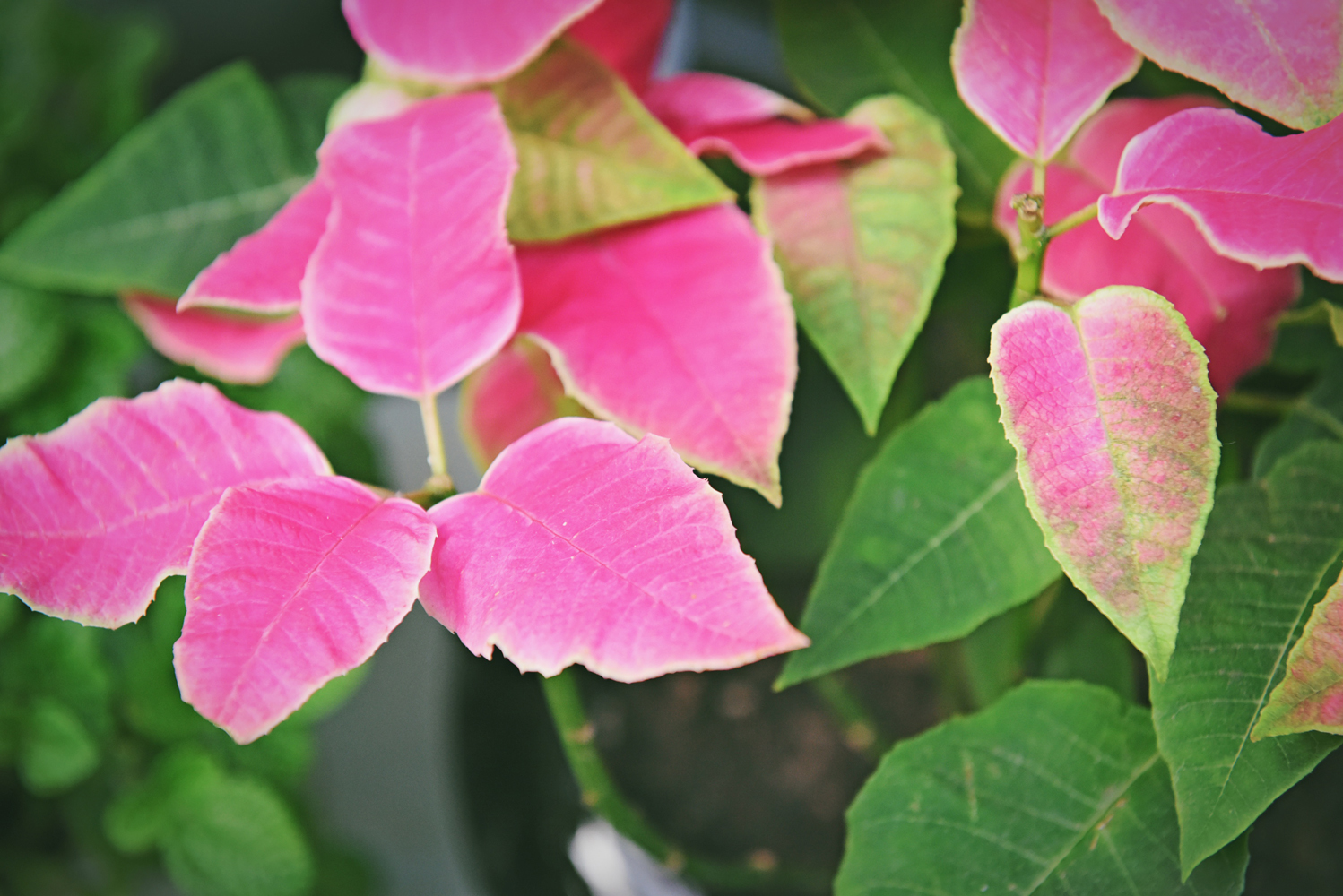 粉色叶子的植物,似花非花,似叶非叶,原创摄影