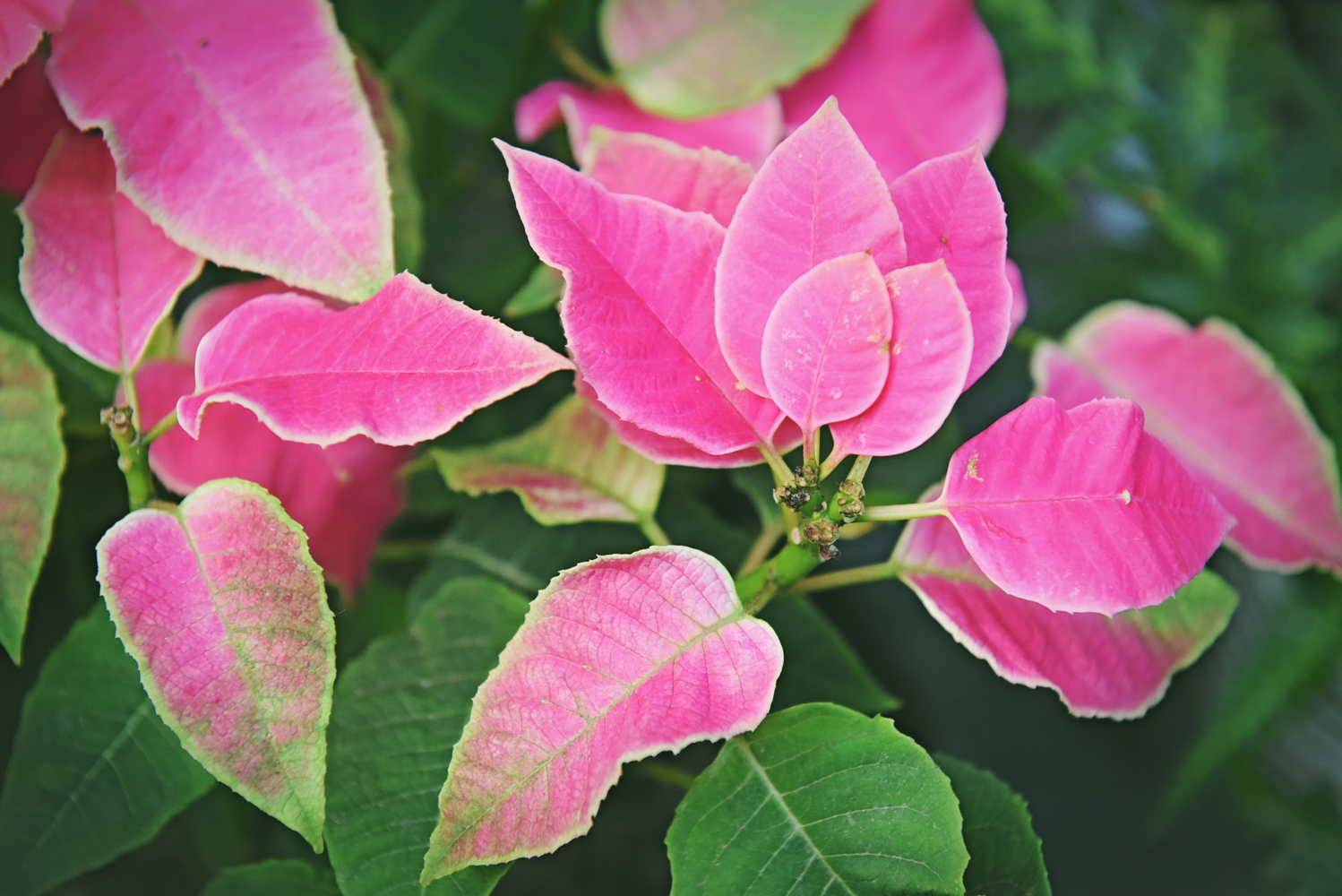 粉色叶子的植物,似花非花,似叶非叶,原创摄影