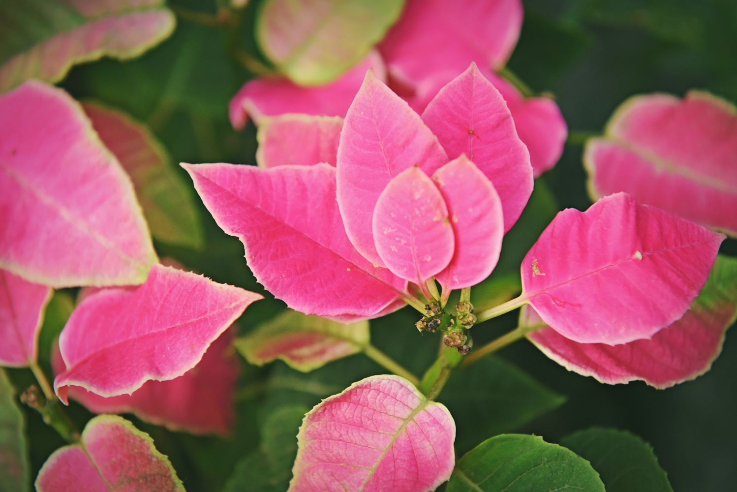 粉色叶子的植物,似花非花,似叶非叶,原创摄影