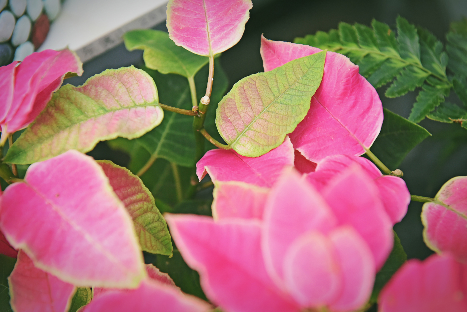 粉色叶子的植物,似花非花,似叶非叶,原创摄影