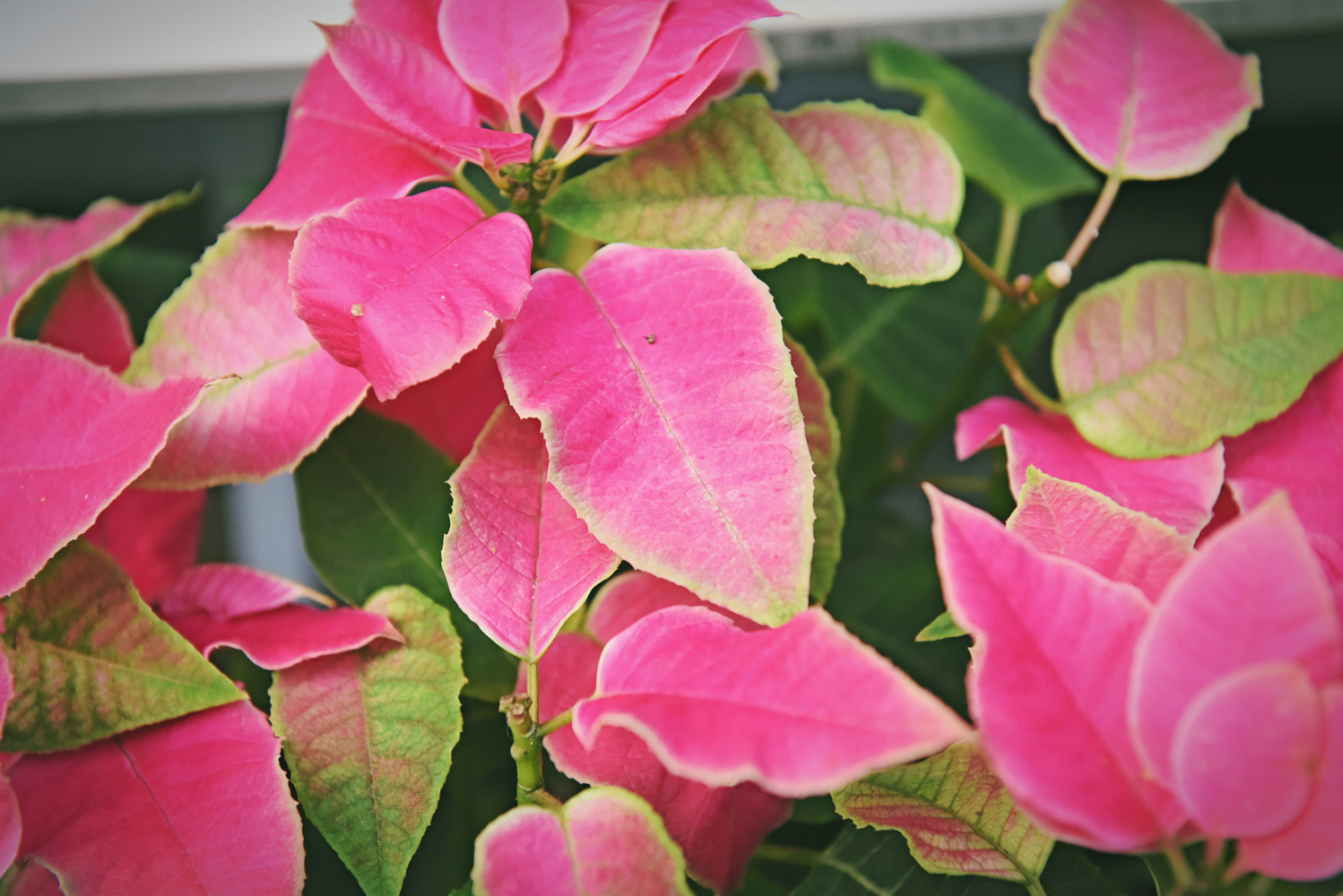 粉色叶子的植物,似花非花,似叶非叶,原创摄影