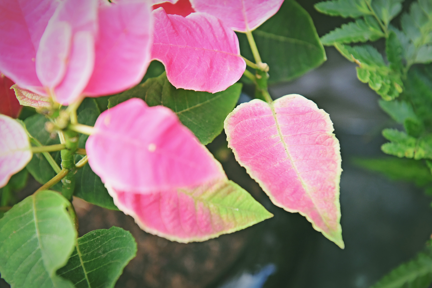 粉色叶子的植物,似花非花,似叶非叶,原创摄影