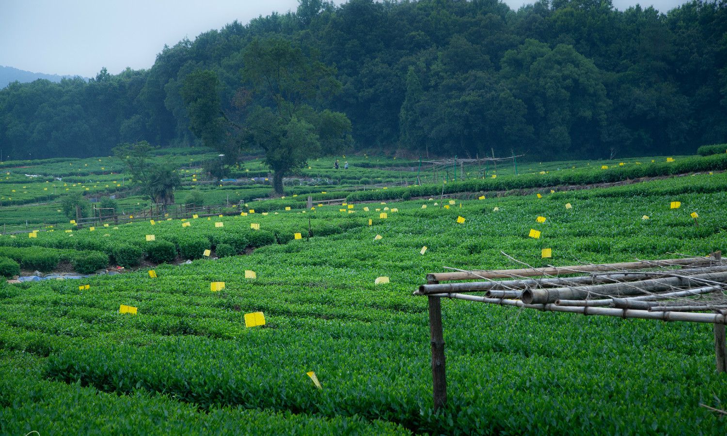 离西湖最近的茶园,一派田园野趣风光,如在梦中,就在茅家埠附近