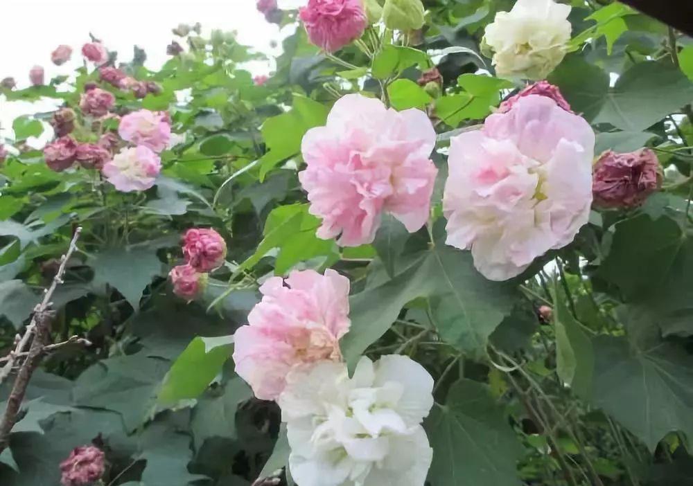 2019眉山芙蓉花海艺术节10月1日拉开帷幕