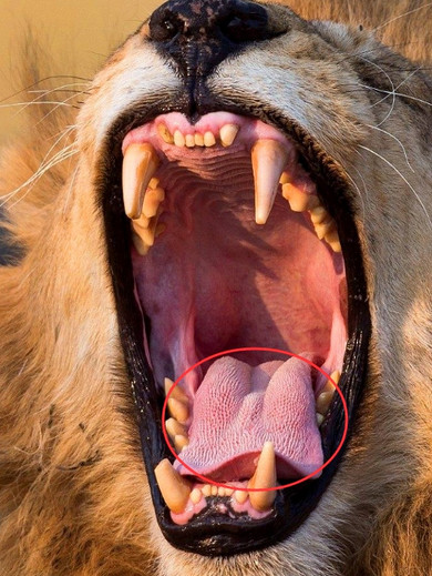 见过狮子大张口当这动物张起大嘴巴比狮子还屌丝