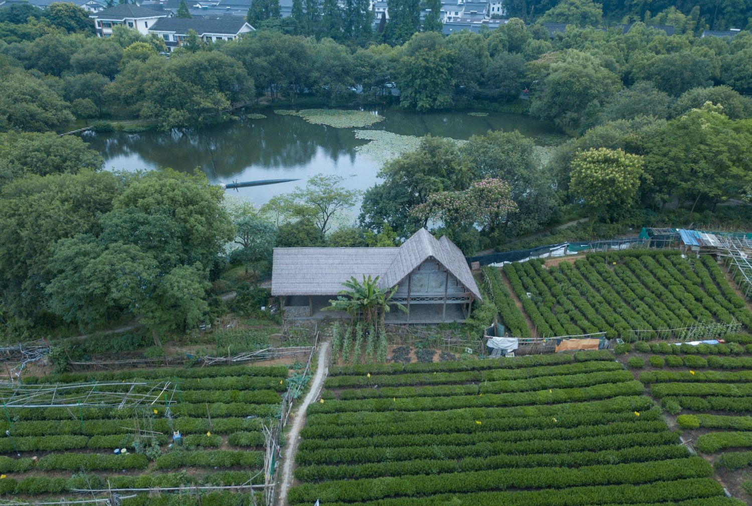 离西湖最近的茶园,一派田园野趣风光,如在梦中,就在茅家埠附近