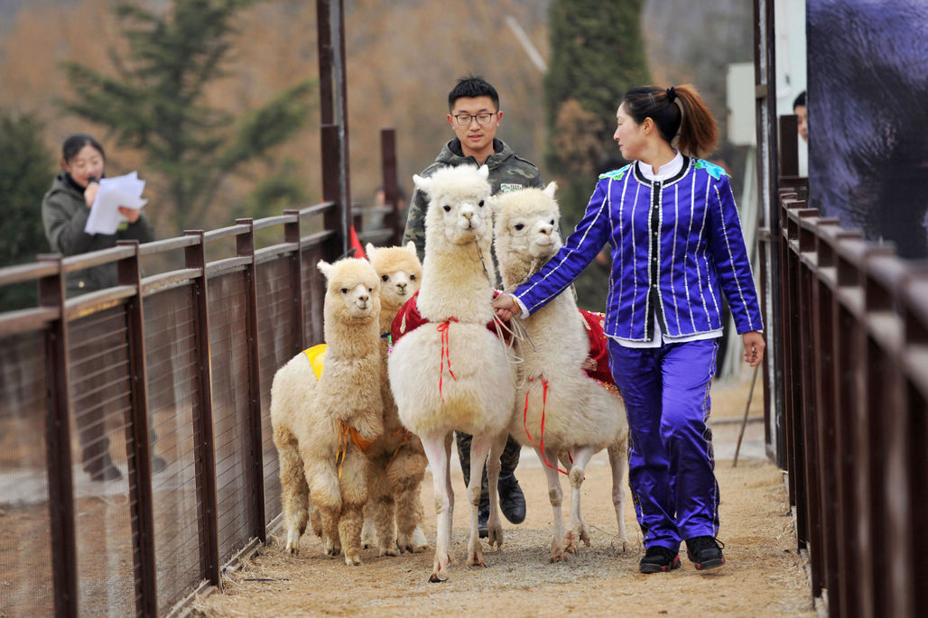 青岛森林野生动物世界正月里萌宠动物巡游 小可爱萌化人心