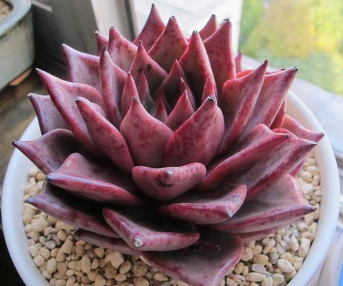 罗密欧,金牛座多肉植物,养出通体血红色,只需要做好这一点