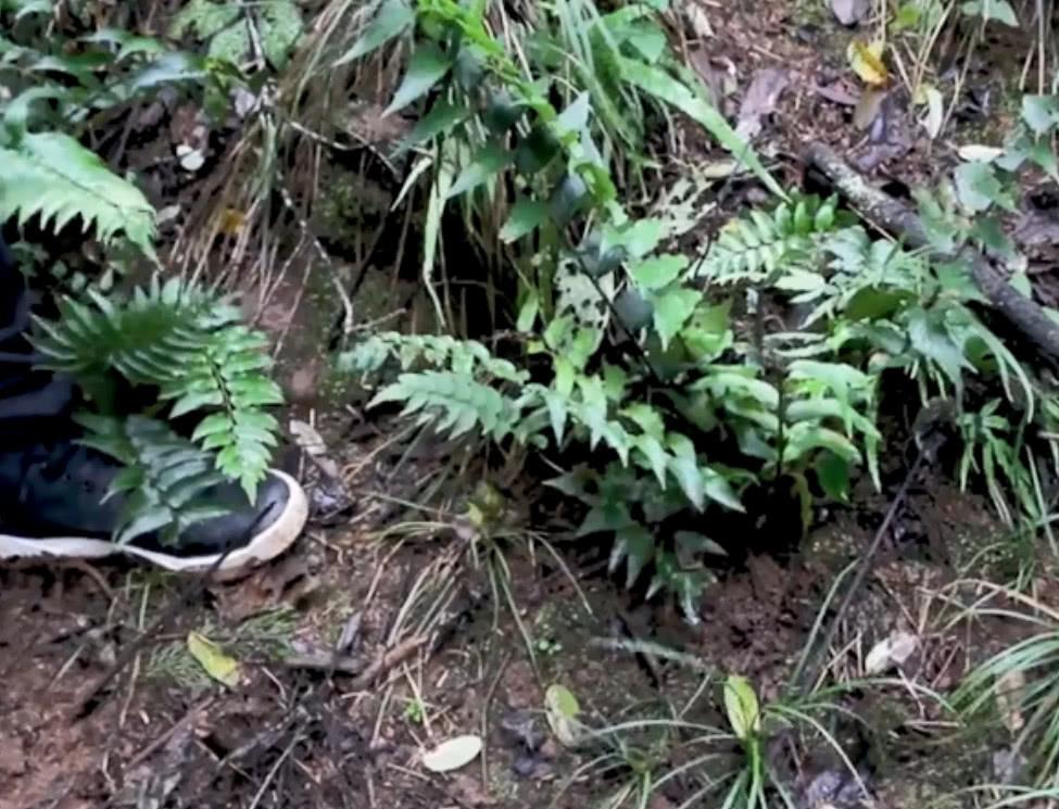 大山里这种长着根的乌鸡人称昏鸡头农村人都爱用它炖鸡汤