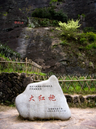 母树大红袍茶已停止采摘12年你知道20克可卖多少钱吗