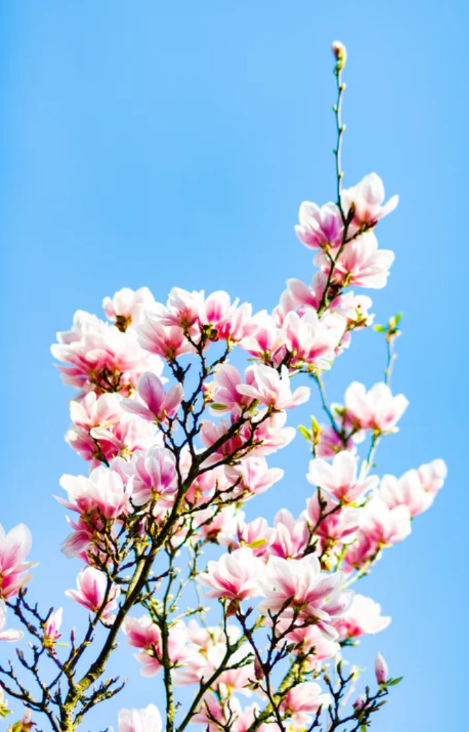 木兰花的拍摄方法与技巧