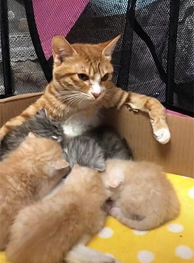 猫妈喂奶姿势太霸气,猫妈:等把这几个小崽子喂大,我就去绝育!