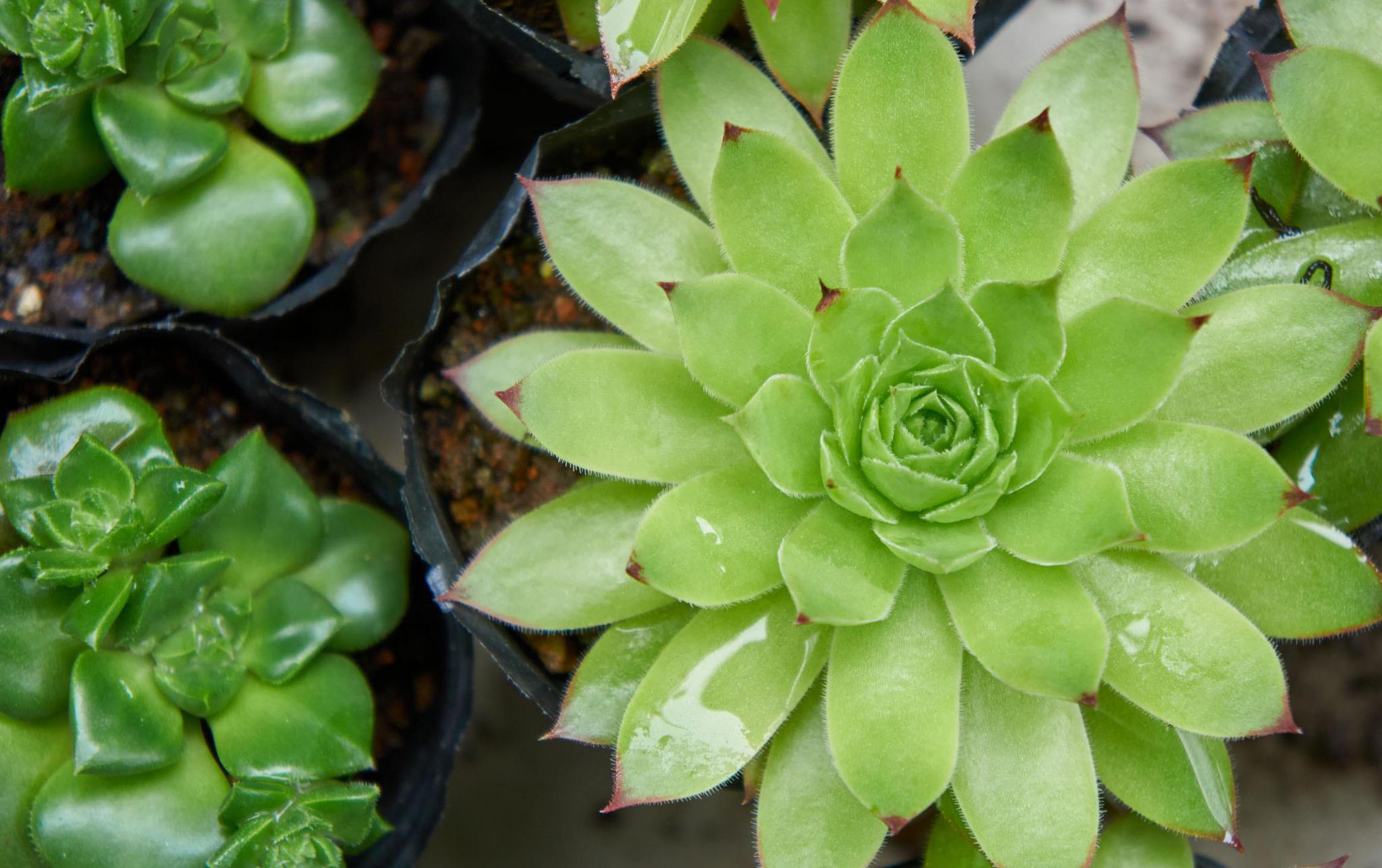 3种颜值高又精美的绿色多肉个个都像艺术品你不想拥有么