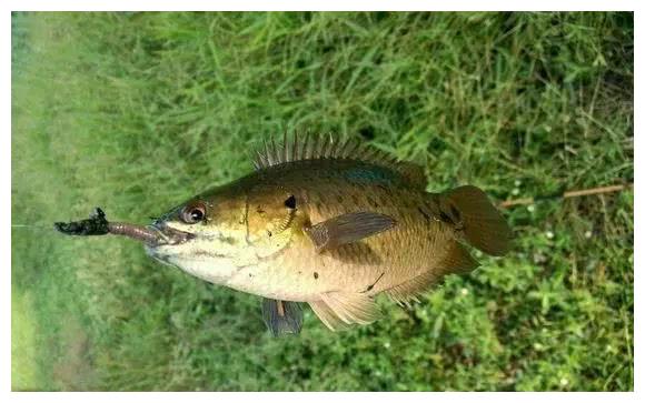 这种鱼体型略似罗非鱼,身上的鳞甲还很硬,钓鱼人都很讨厌它!