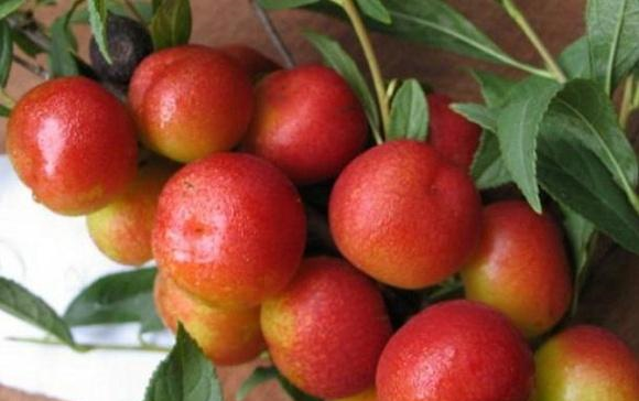 这种野果子,以前掉在地上没人捡,现在很多农民靠它"脱贫"|欧李|脱贫