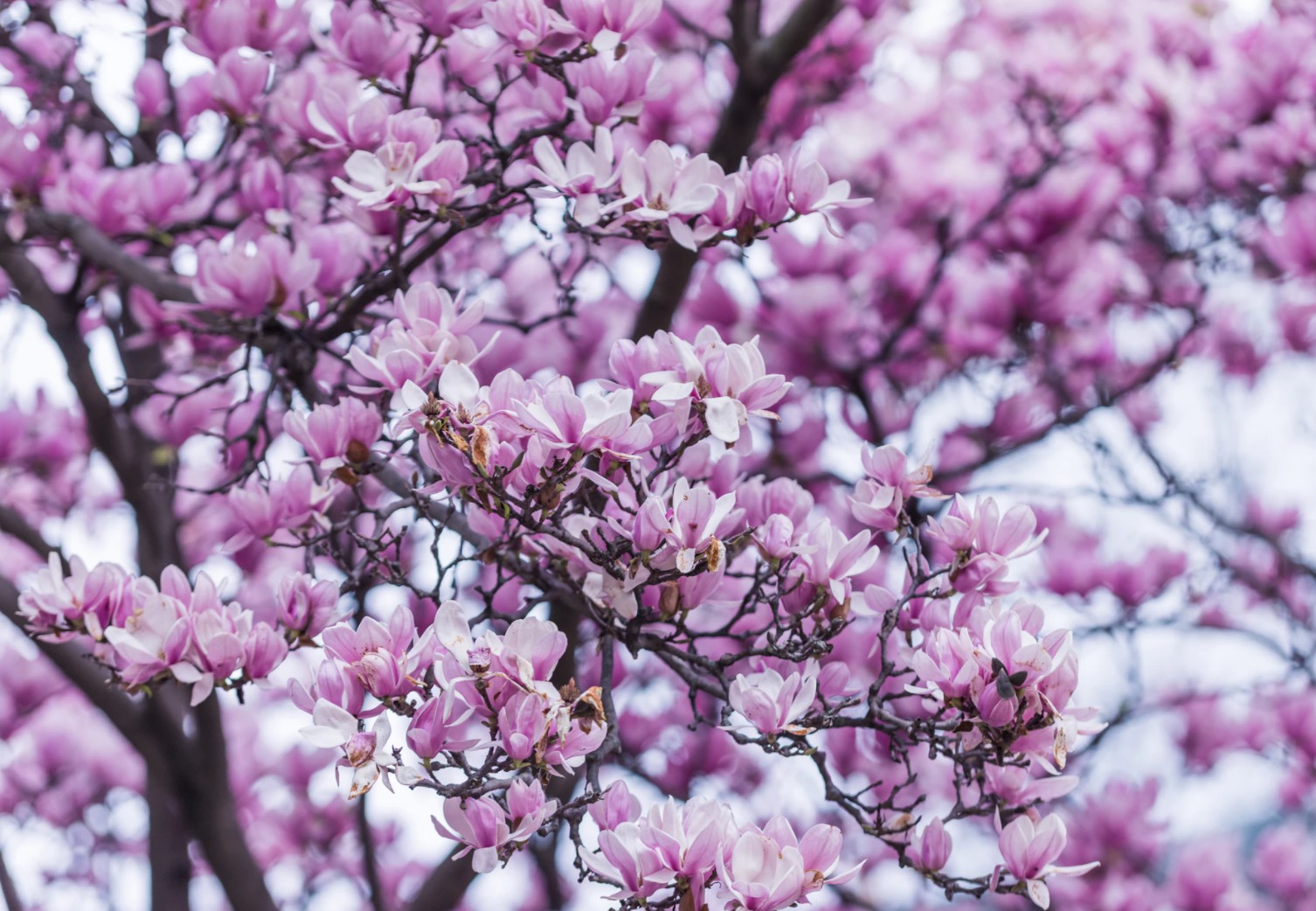 木兰花的拍摄方法与技巧