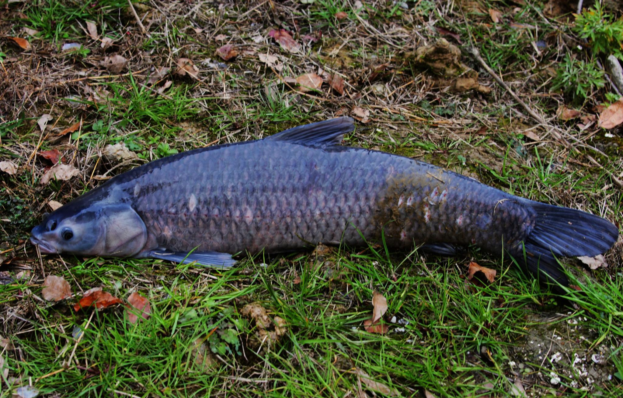 乡味乡音乡亲最美常州特色农产品等您品尝六戴溪青鱼丰