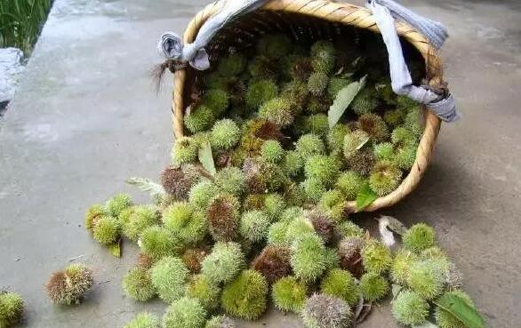 资源一些山里的毛栗熟了,你想吃不?