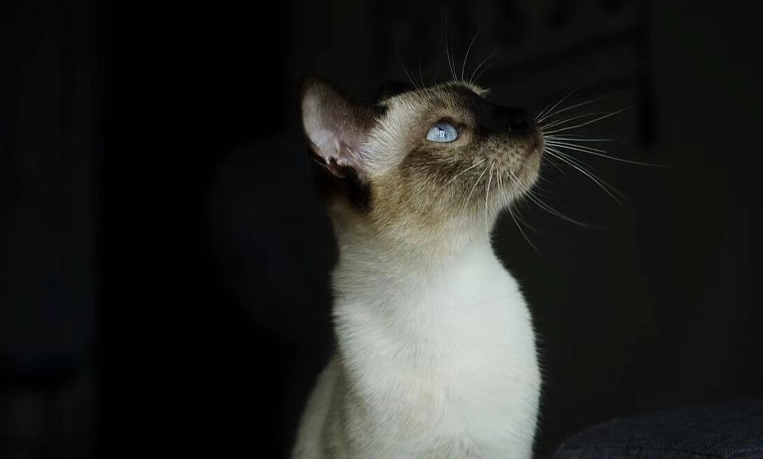 暹罗猫颜值不低,为什么养的人越来越少?看看你中了几点