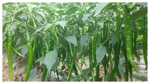 冬季春季辣椒為什么難坐果？農(nóng)民種植需掌握的幾點，收獲高產(chǎn)辣椒