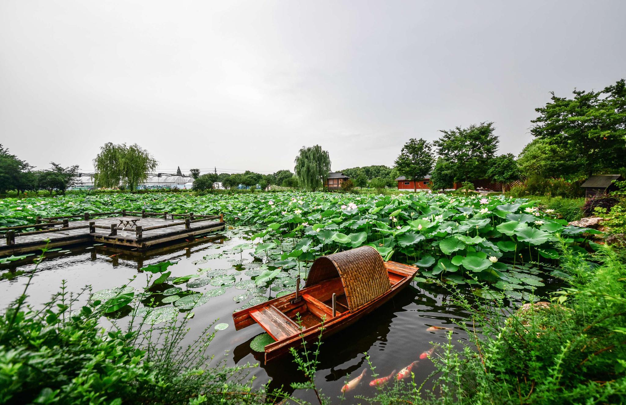 跟着梅姑娘的脚步赏玫瑰园的雨中美景无锡锡山区鹅湖镇