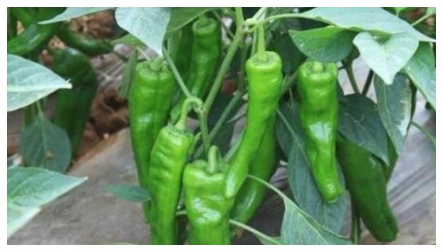 冬季春季辣椒為什么難坐果？農(nóng)民種植需掌握的幾點，收獲高產(chǎn)辣椒