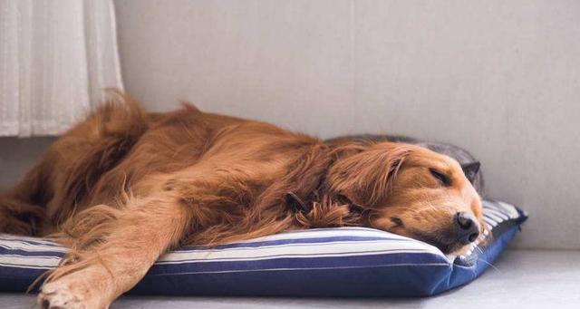 冬季,为什么都喜欢跟金毛同床睡觉?不仅是为了取暖哦