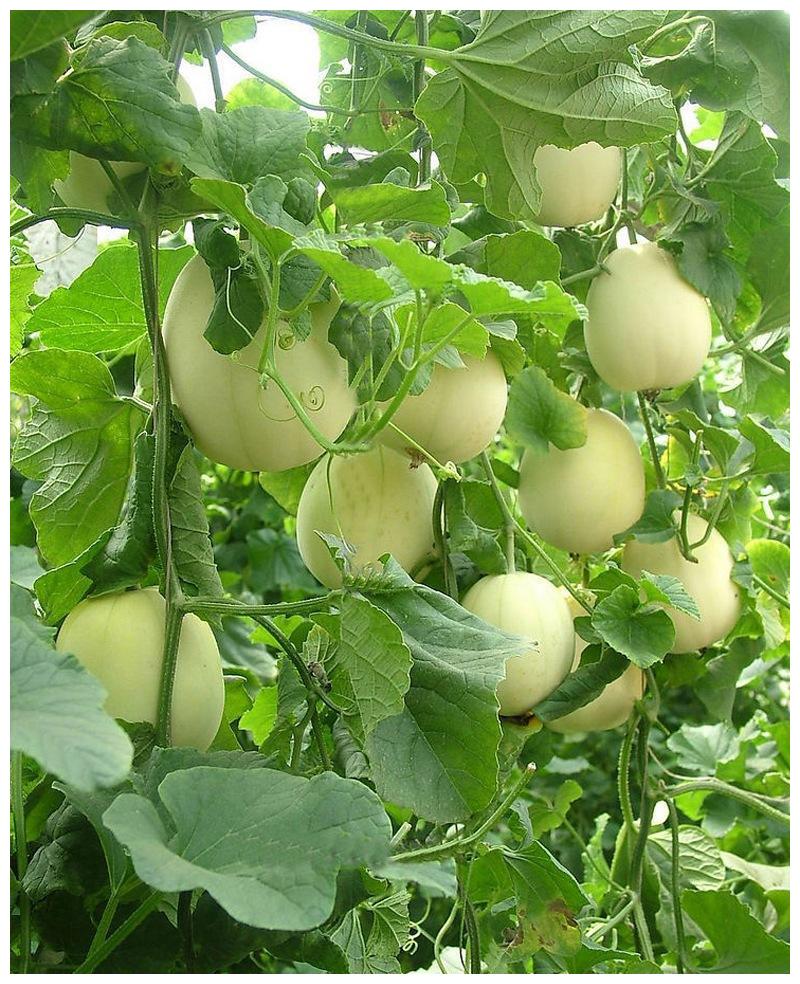 大棚白兰瓜具有早上市,品质好的优点,那大棚白兰瓜如何栽培呢?