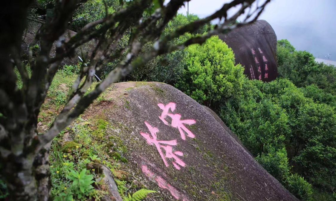 潮州乌岽古茶园,世界上数量最多,最罕见多香型多品种古茶树群落