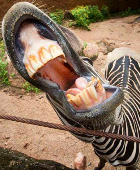 见过狮子大张口当这动物张起大嘴巴比狮子还屌丝