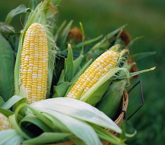 减肥期间还在吃水果玉米它的含糖量可是比西瓜都要高出30呢