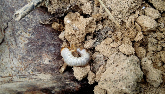 农村花生地里这种虫子长大后居然变成了