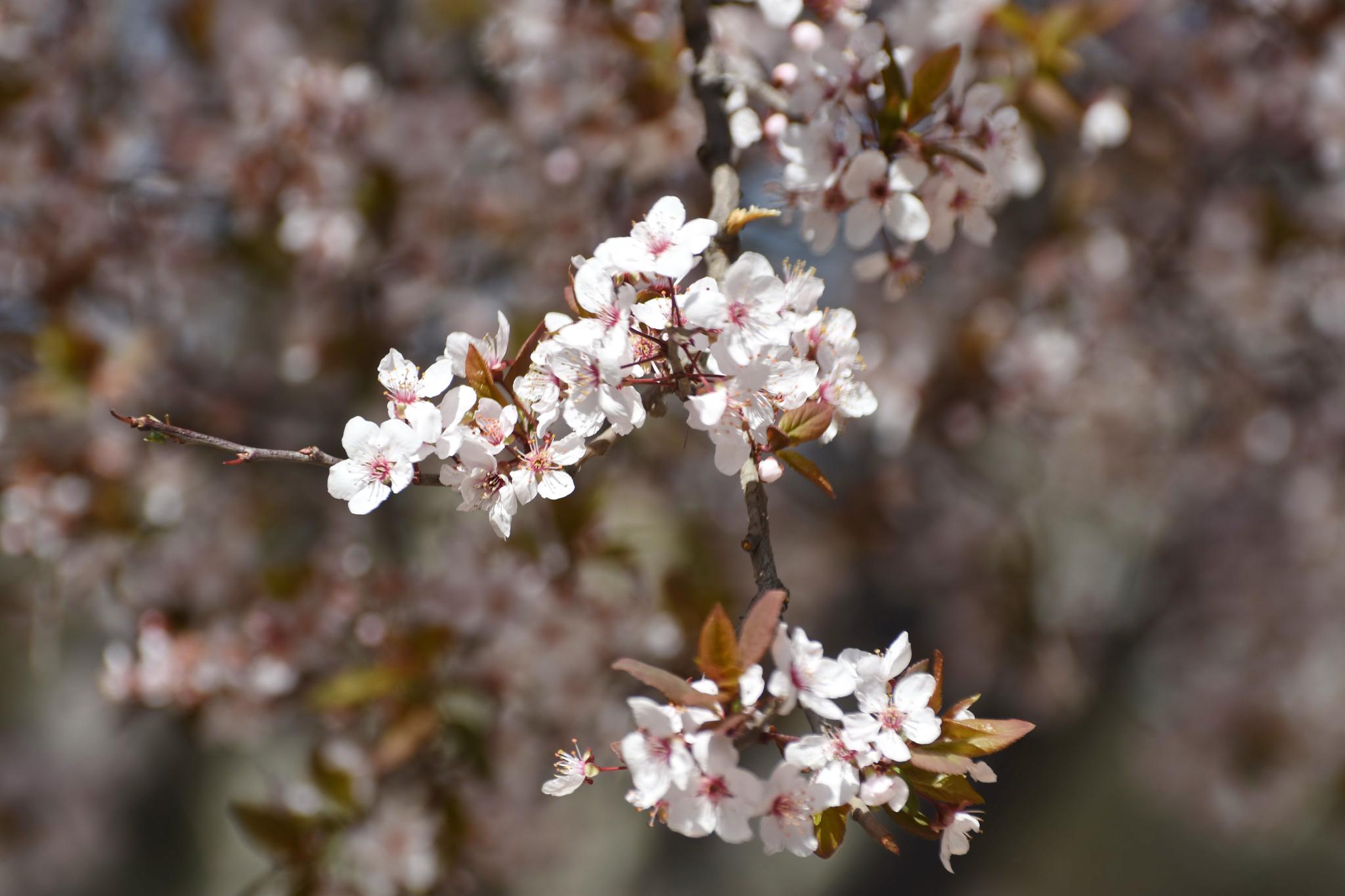 河南安阳暮春时节花惊艳