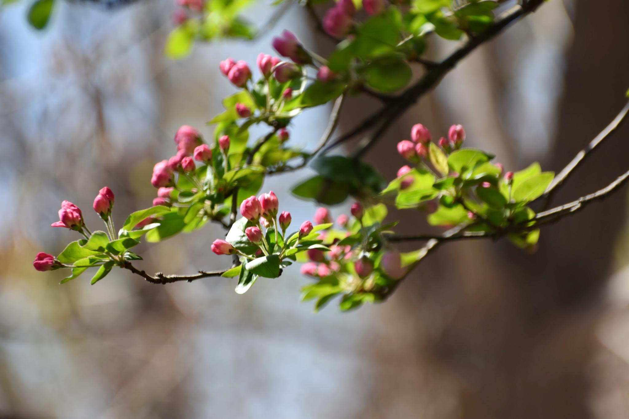 河南安阳暮春时节花惊艳