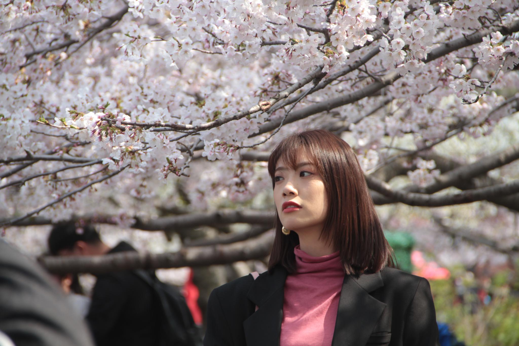 青岛樱花引来10万"赏樱大军",汉服赏樱美女成靓丽风景线|中山公园