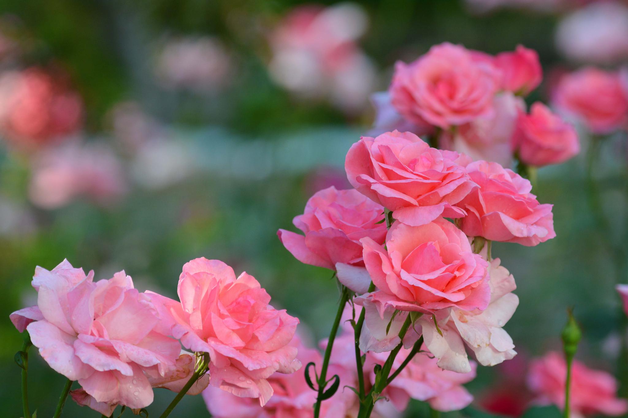 美丽的粉色的月季,原创摄影