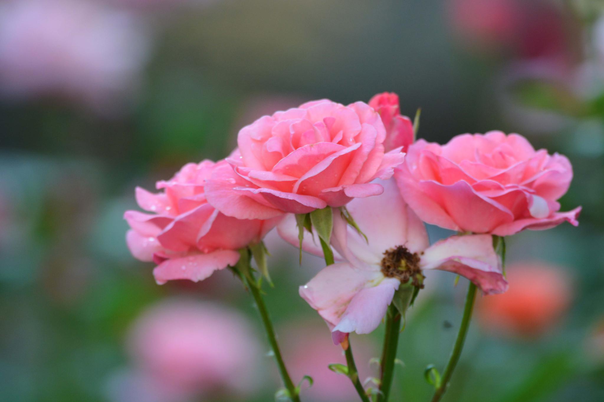 美丽的粉色的月季原创摄影