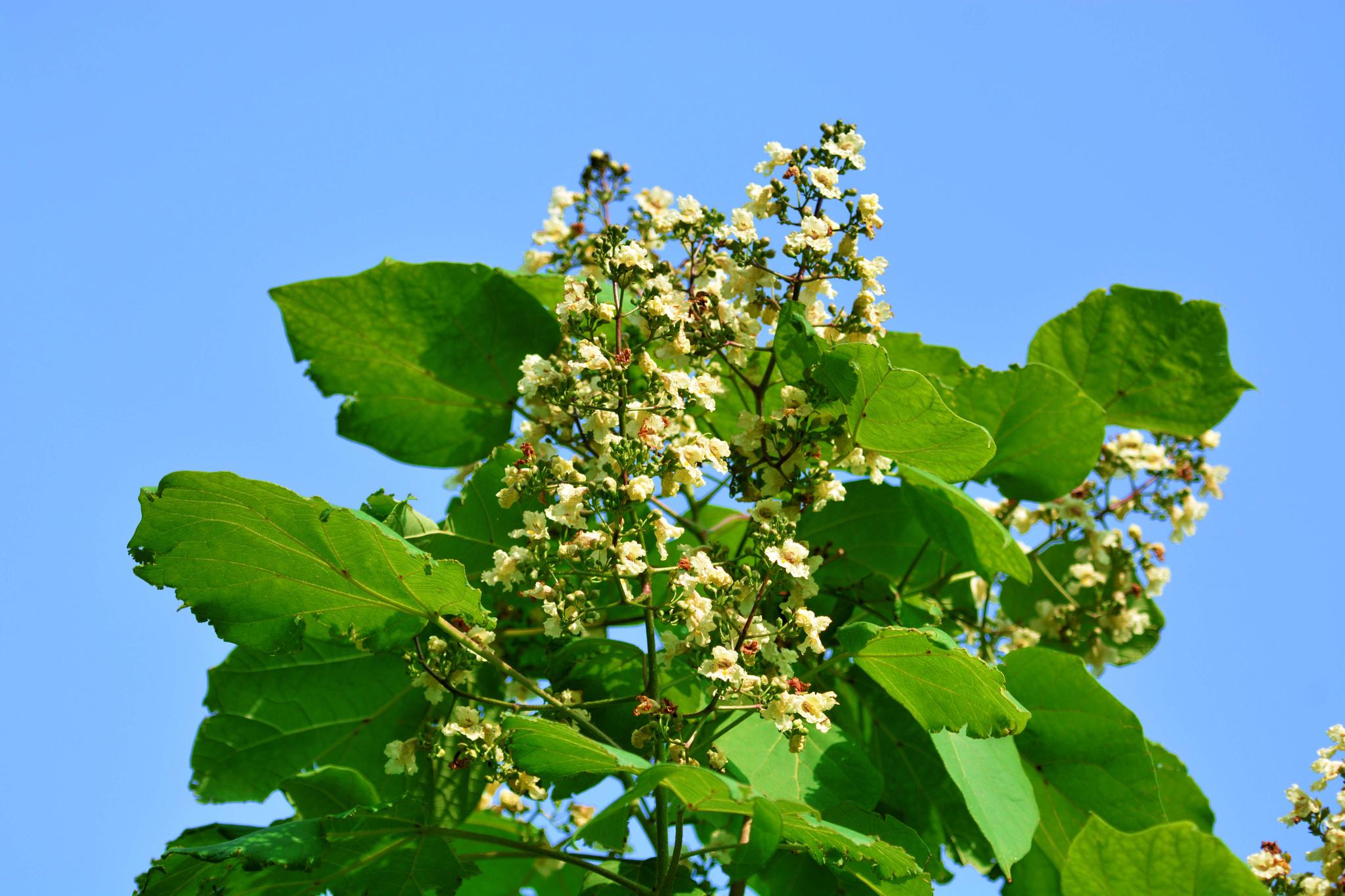 很特别的梓树花,原创摄影|梓树|摄影|原创_新浪新闻
