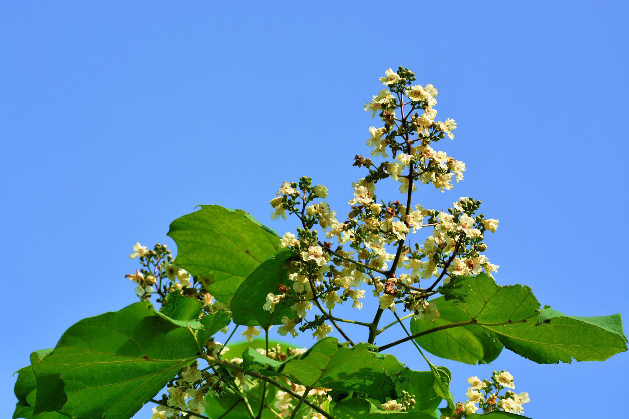 很特别的梓树花原创摄影
