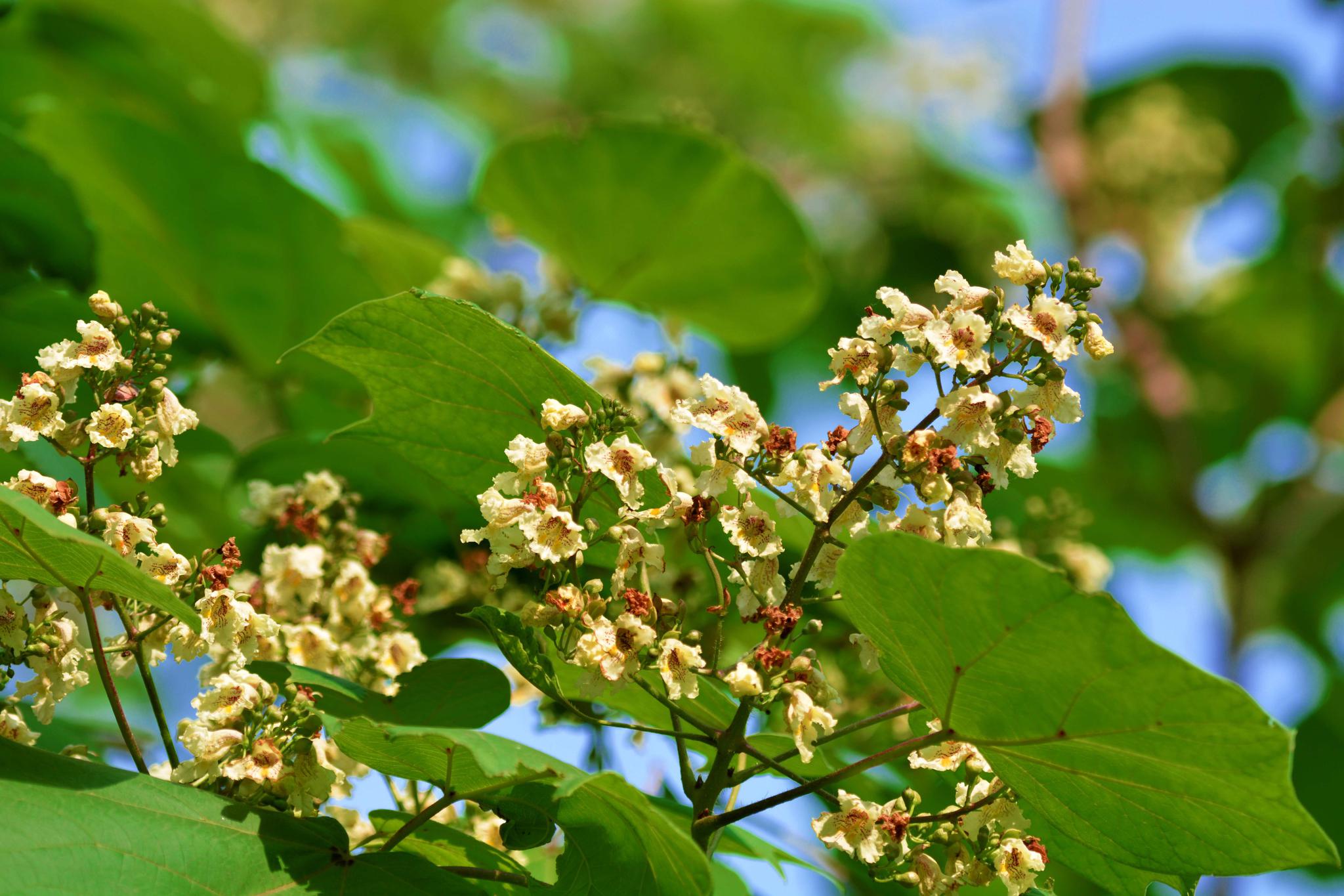 很特别的梓树花原创摄影
