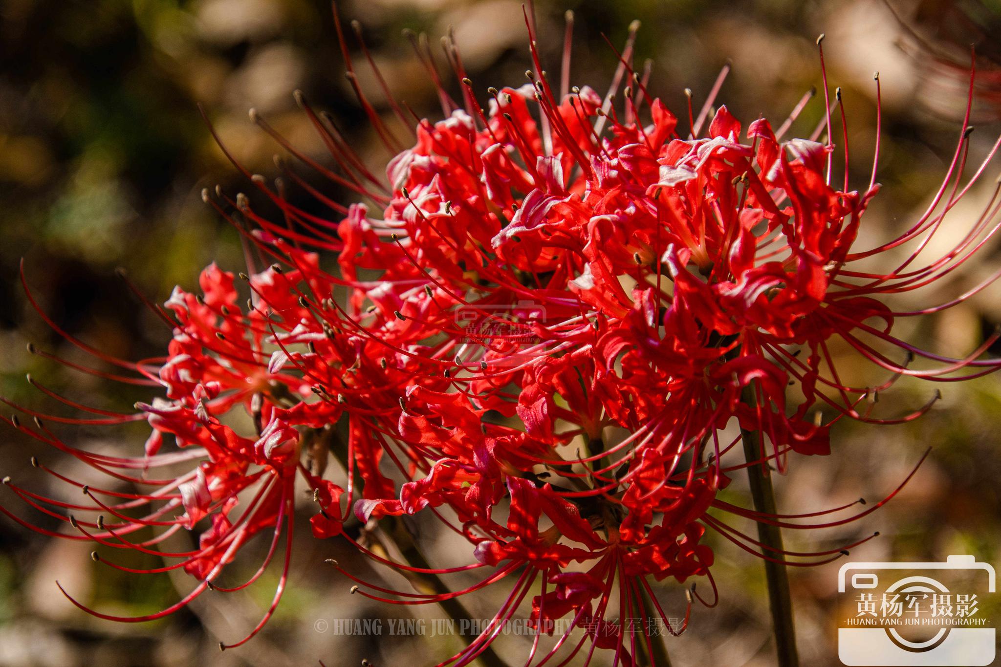 红花石蒜盛开的美艳,秋日里迷人的彼岸花_高清图集_新浪网