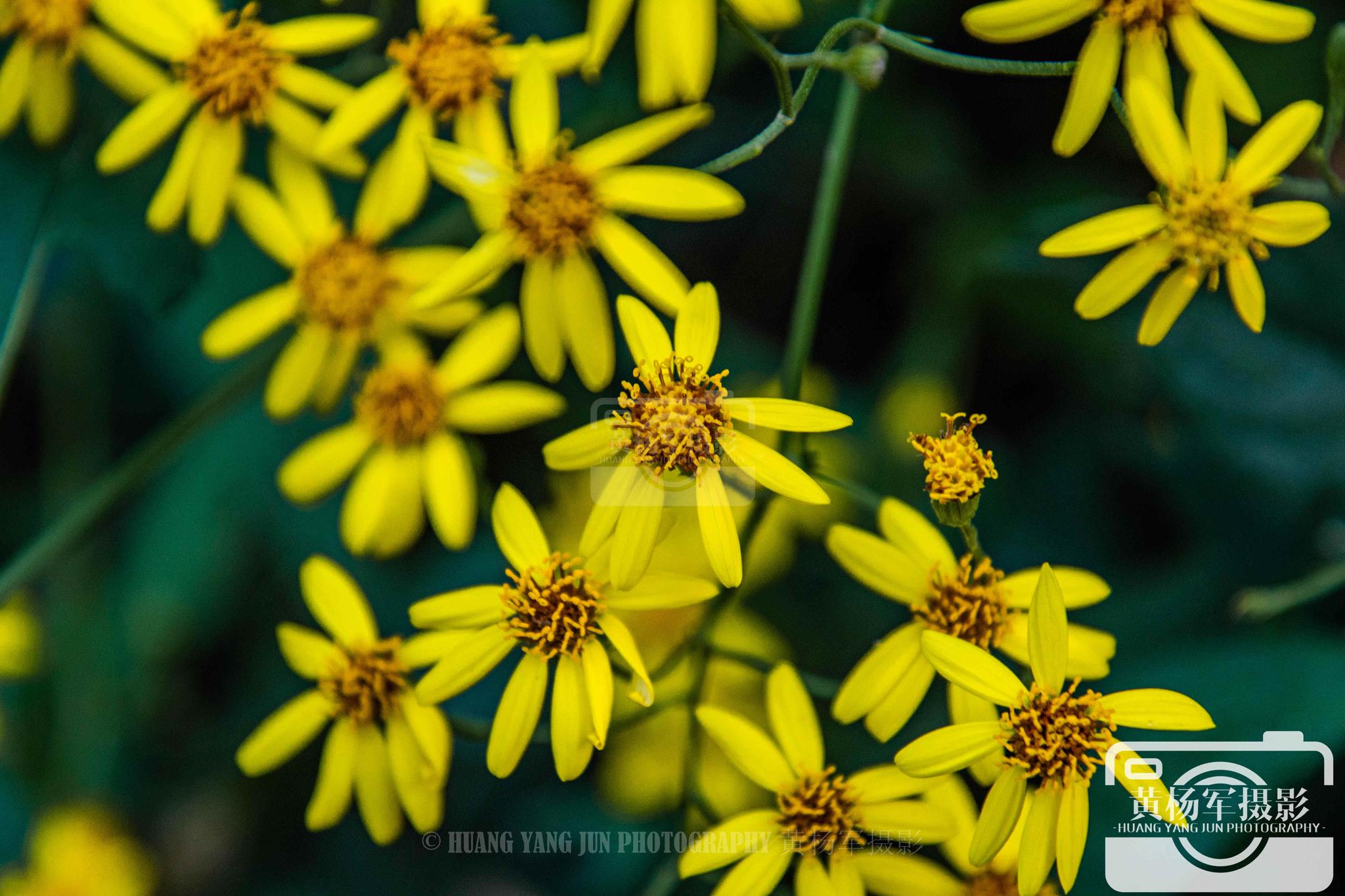 千里光花竞相绽放的美艳