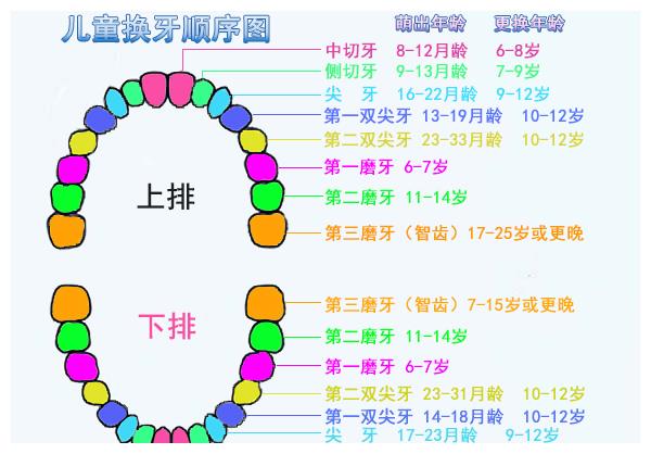 宝宝牙齿是什么时候发育的出牙晚正常吗是不是缺钙